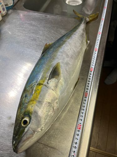 ヒラマサの釣果