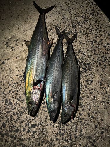 サワラの釣果