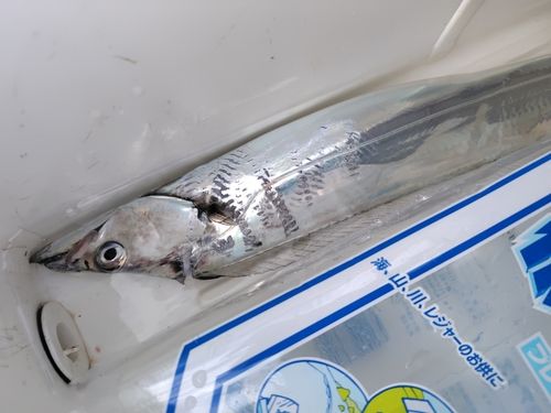 タチウオの釣果