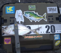 ロウニンアジの釣果