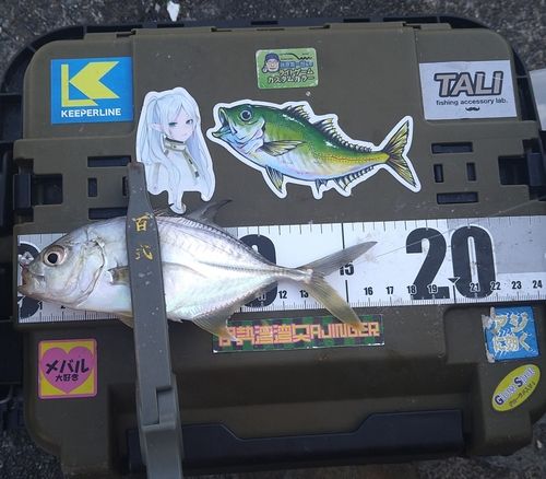 ロウニンアジの釣果