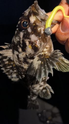 オウゴンムラソイの釣果