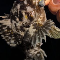 オウゴンムラソイ