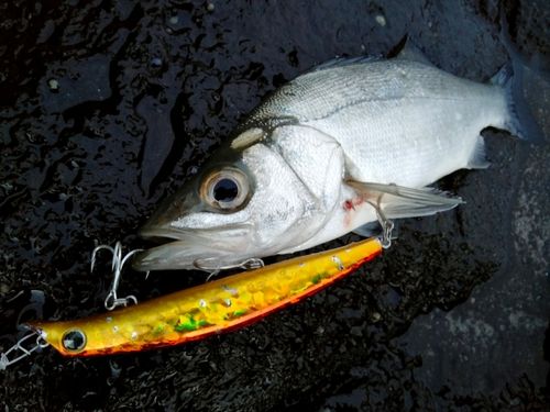 ヒラスズキの釣果