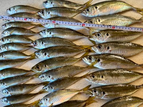 アジの釣果
