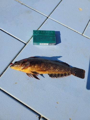 アイナメの釣果