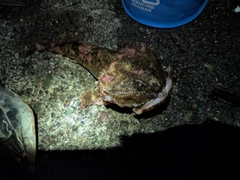 ギスカジカの釣果