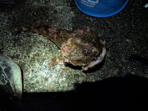 ギスカジカの釣果