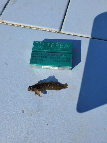 イソギンポの釣果