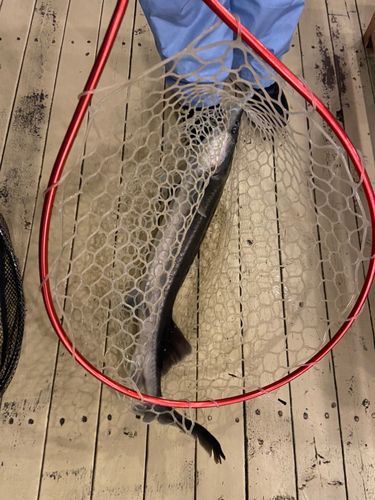 チョウザメの釣果