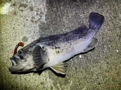 クロソイの釣果