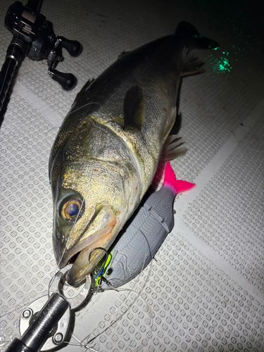 東京湾（アクアライン〜富津）