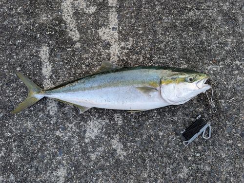 メジロの釣果