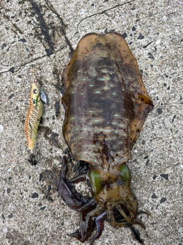 アオリイカの釣果