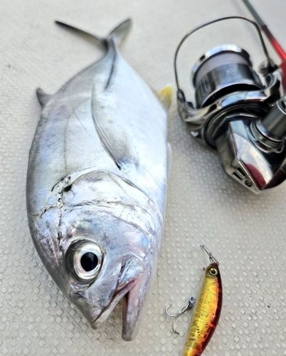 ギンガメアジの釣果