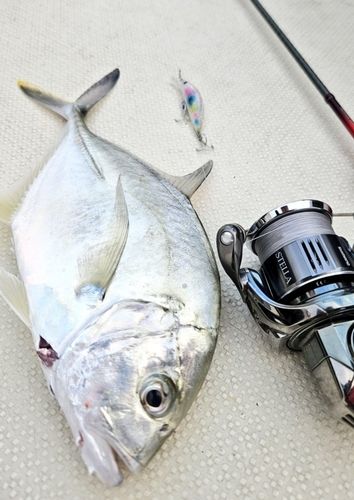 ロウニンアジの釣果