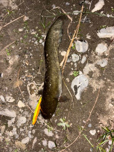 ニホンナマズの釣果