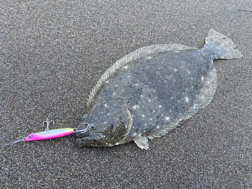 ヒラメの釣果