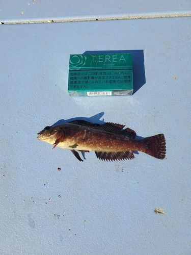 アイナメの釣果