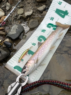 アメマスの釣果