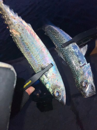 サバの釣果