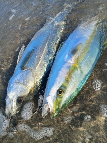 ワラサの釣果