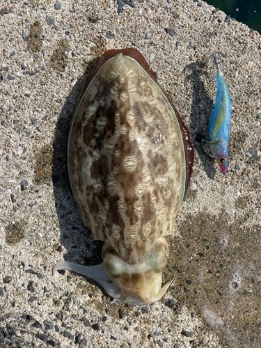 コウイカの釣果