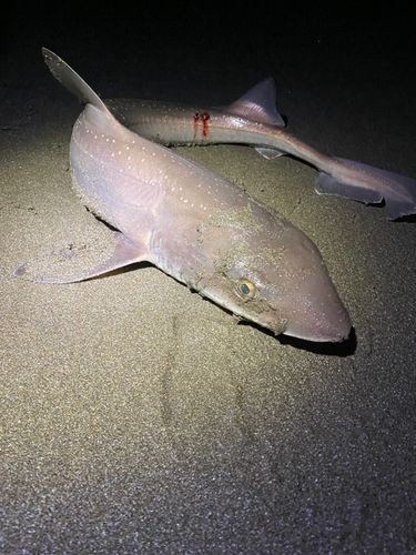 ホシザメの釣果