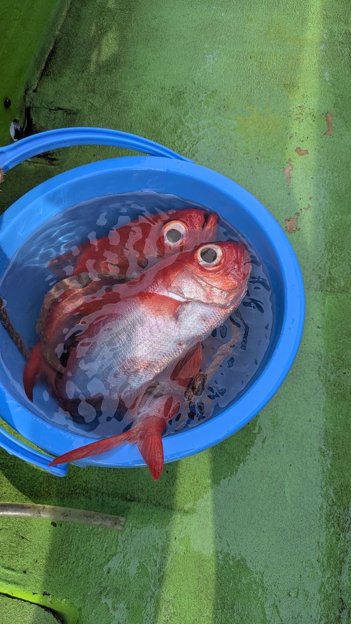 釣りか猫かさんの釣果 1枚目の画像