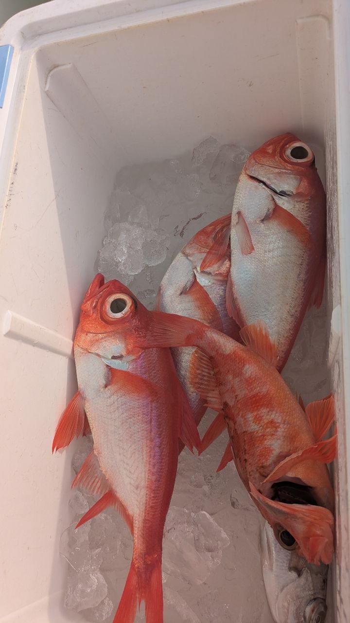 釣りか猫かさんの釣果 2枚目の画像