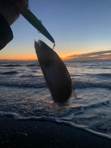 セイゴ（マルスズキ）の釣果