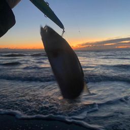 セイゴ（マルスズキ）