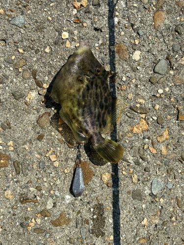 カワハギの釣果