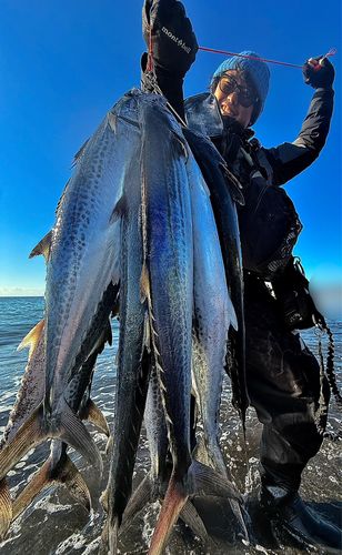 サゴシの釣果