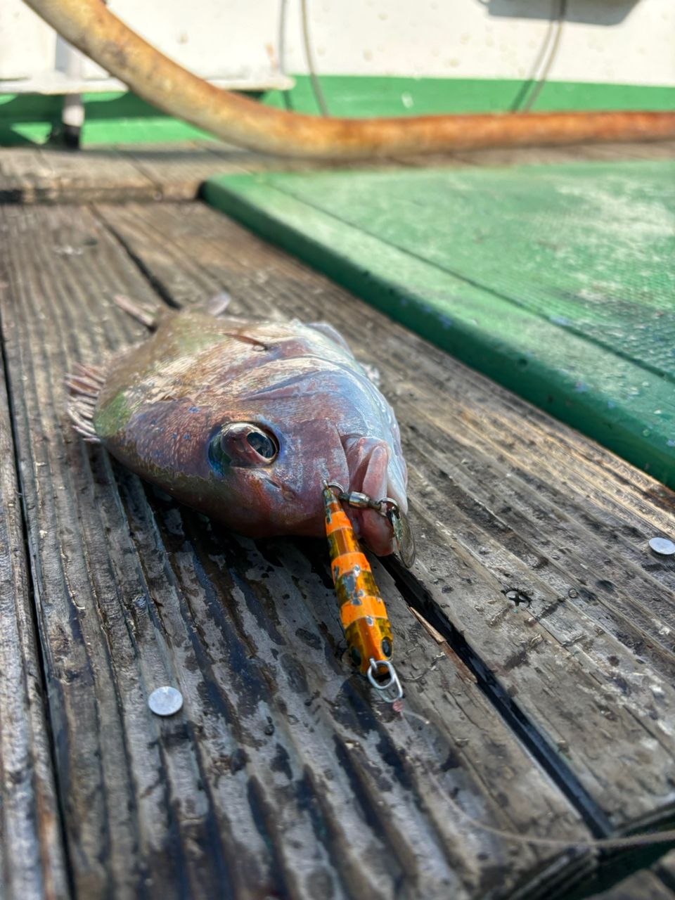 こじマグロさんの釣果 1枚目の画像