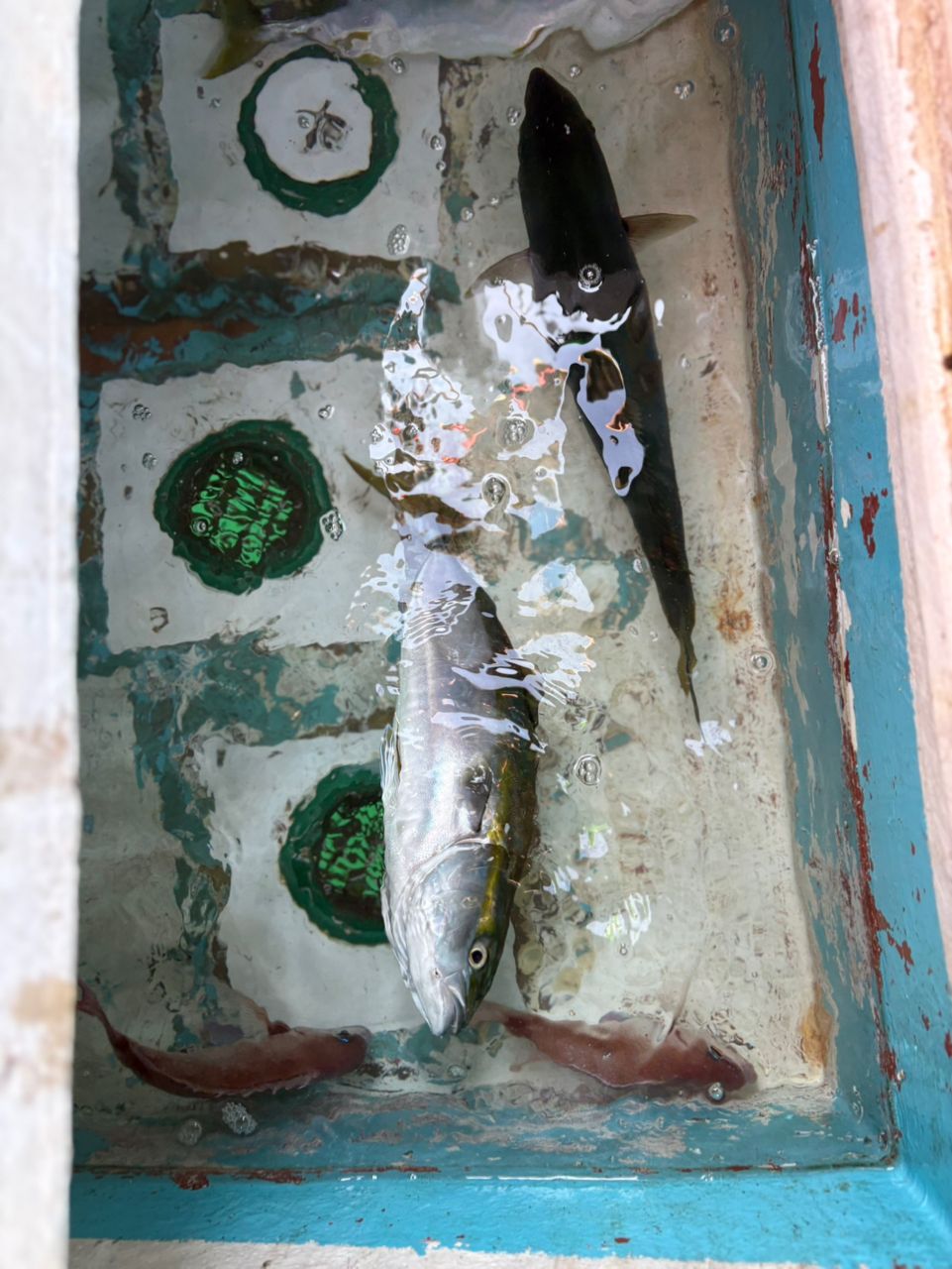 こじマグロさんの釣果 2枚目の画像