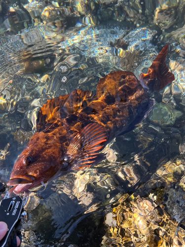 アイナメの釣果