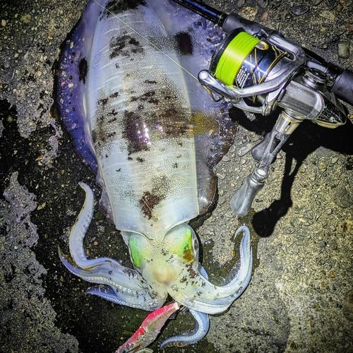 アオリイカの釣果