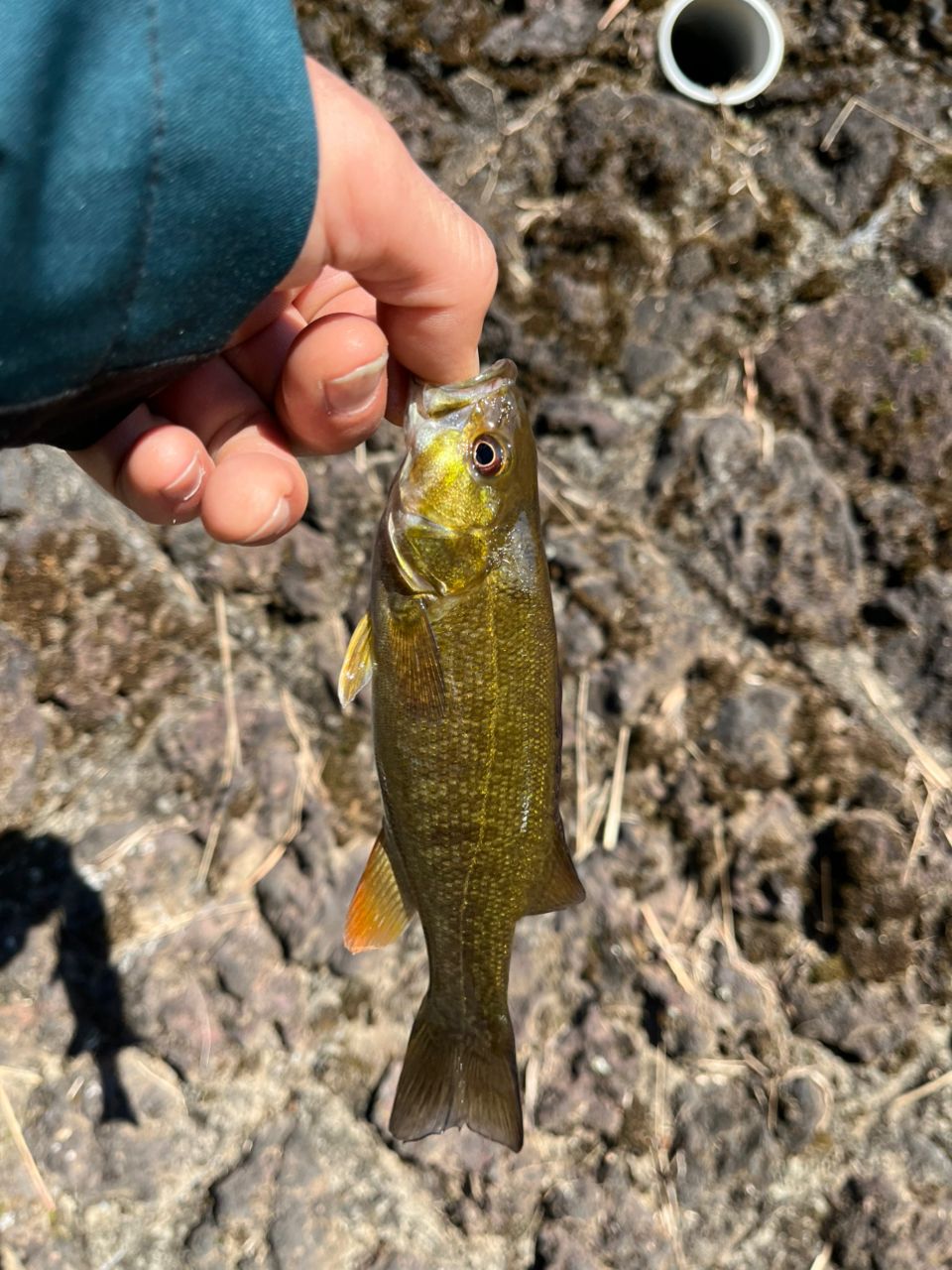 スモールマウスバス