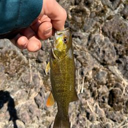 スモールマウスバス