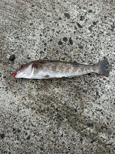 アイナメの釣果