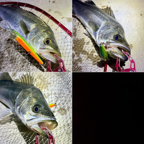 フッコ（マルスズキ）の釣果