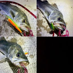 フッコ（マルスズキ）