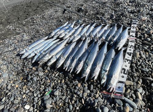 サゴシの釣果