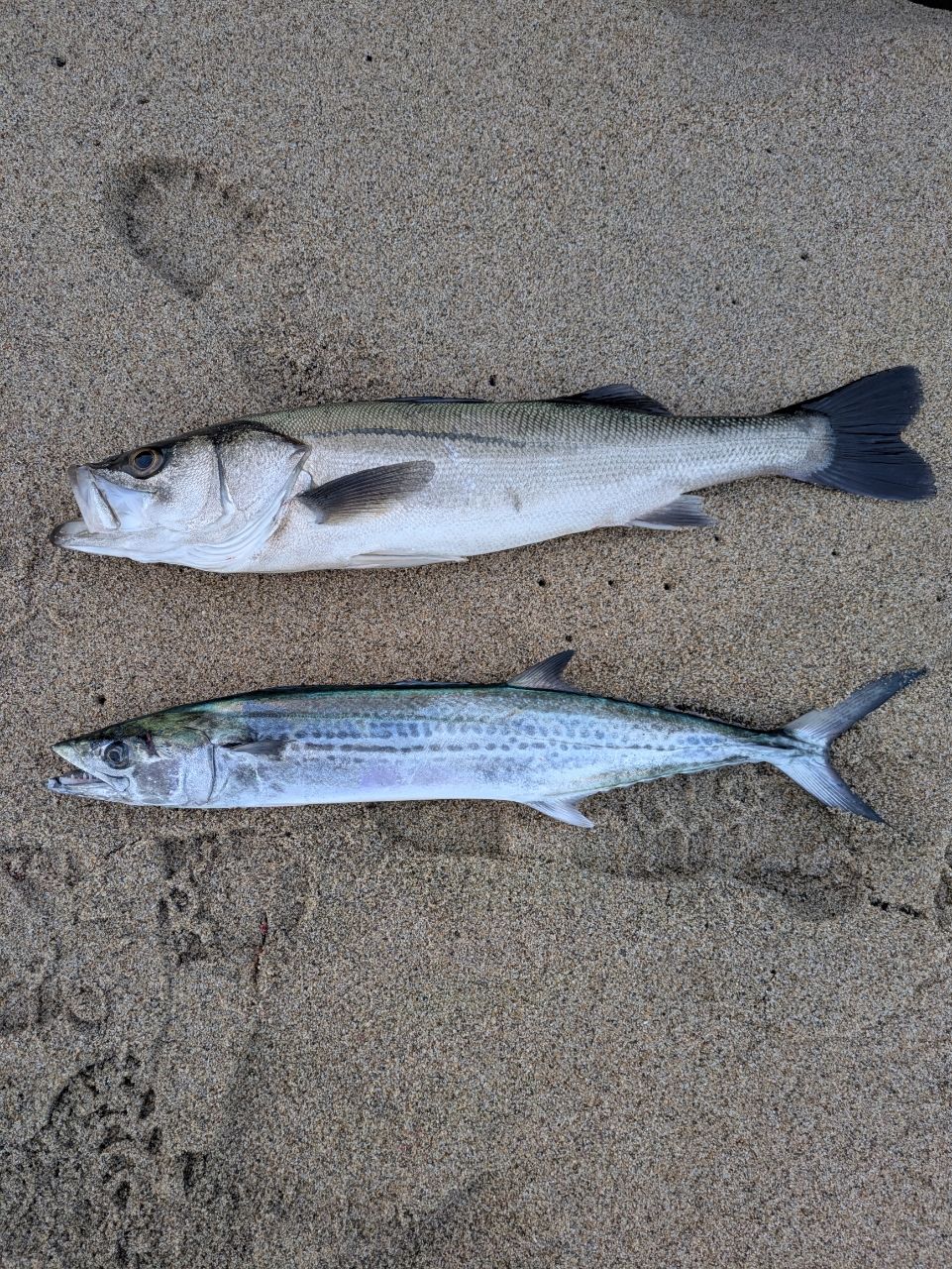 18ディアルーナ　S100MH 18ディアルーナ S100MH｜＠ベリーネット 日本最大新品中古釣具WEBショップ