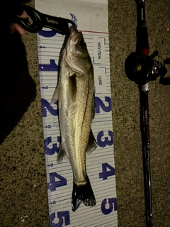 シーバスの釣果