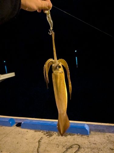 スルメイカの釣果
