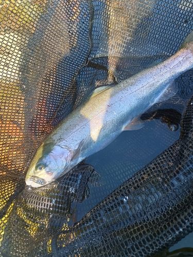 ニジマスの釣果