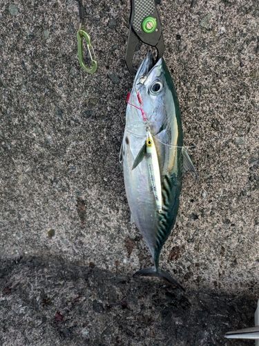 スマガツオの釣果