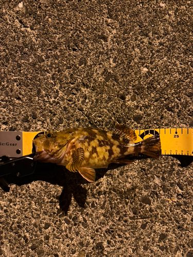 カサゴの釣果